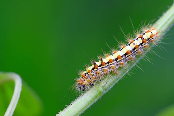istock caterpillar on the plant stem 186482076