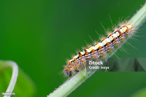 Caterpillar Na Zakładzie Macierzystych - zdjęcia stockowe i więcej obrazów Bliskie zbliżenie - Bliskie zbliżenie, Brązowy, Czołgać się