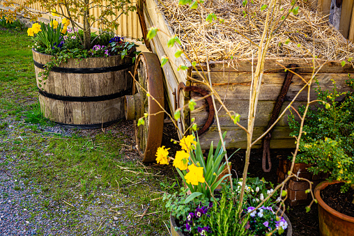 Wooden barrel and a carriage used for decoration with spring flowers