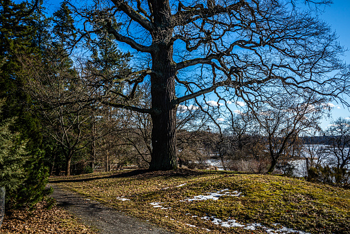 A big oak tree standing at a small hill in a public park, patches with snow