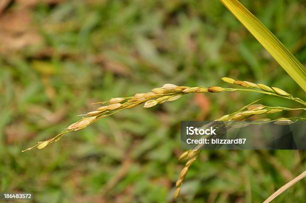 Rice Plant Stockfoto und mehr Bilder von Blatt - Pflanzenbestandteile - Blatt - Pflanzenbestandteile, Eigen-Anbau, Feld