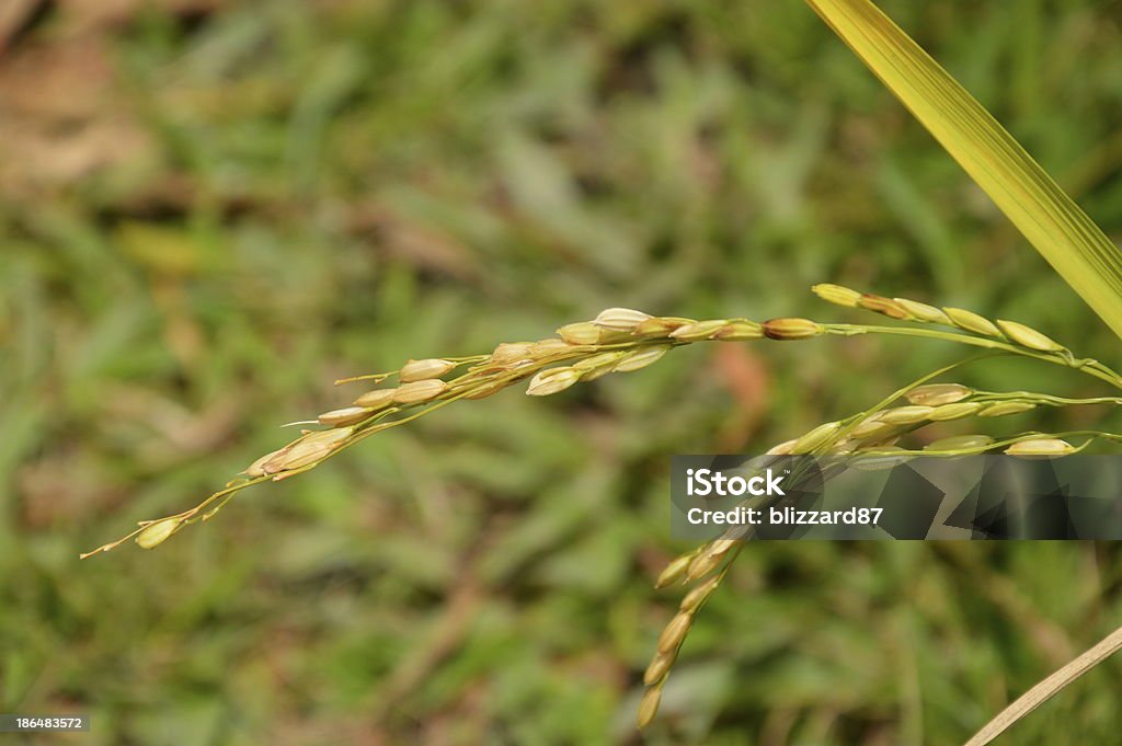 Planta de arroz - Foto de stock de Agricultura libre de derechos