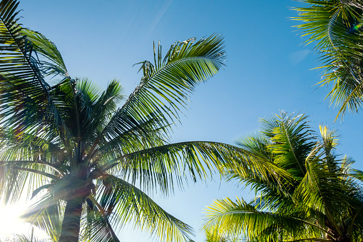 Palm trees in sunlight. Tropical background.