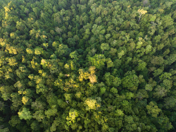 istock Aerial View of Palm-Covered Forest on a Remote Island 1864866231