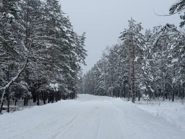 istock A snow-covered forest road. Pine forest 1864866753