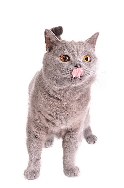 istock British shorthair cat breed 186488687