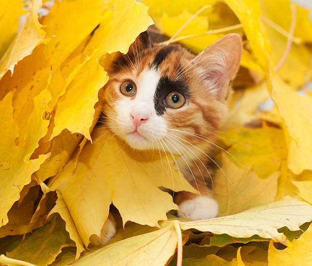 istock Tri-color cat-girl 186488780