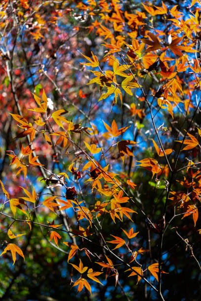 istock Orange color tree, red brown maple leaves in fall city park.morning sunlight view. 1864896895