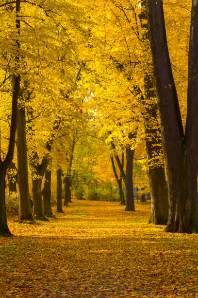 istock Autumn at the park 1864897902