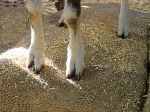 Feet and legs of white goat in a barn showing cloven hooves