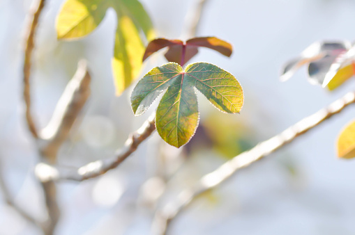 Low angle view of tree with fresh green leaves against clear sky with copy space.