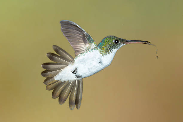 istock Dribbling Andean Emerald Hummingbird 186490052