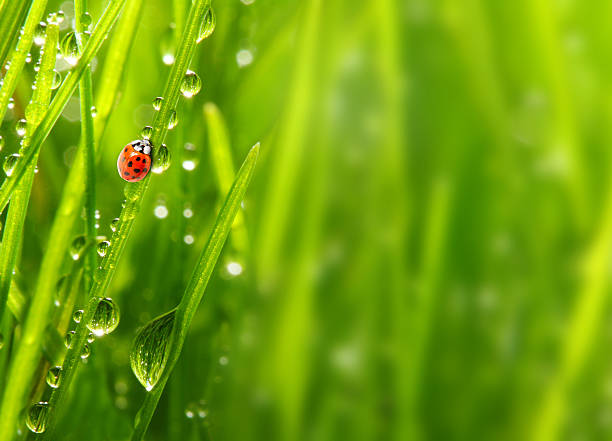 istock Fresh morning dew on a spring grass and little ladybug. 186490122