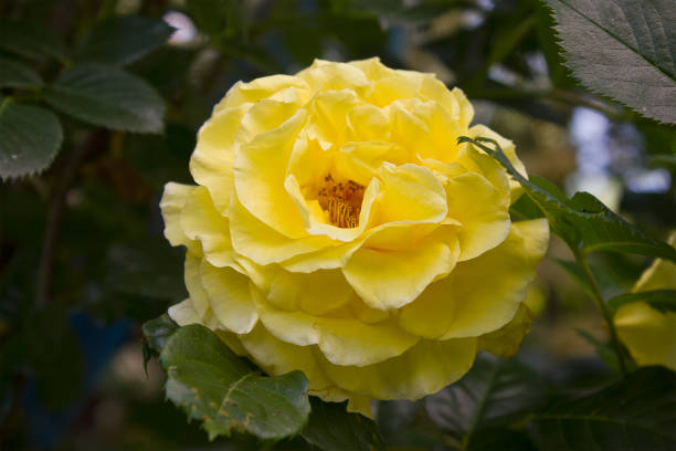 istock one yellow rose close-up 1864905417