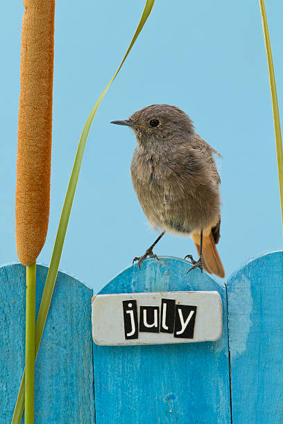 istock Bird perched on a July decorated fence 186490920