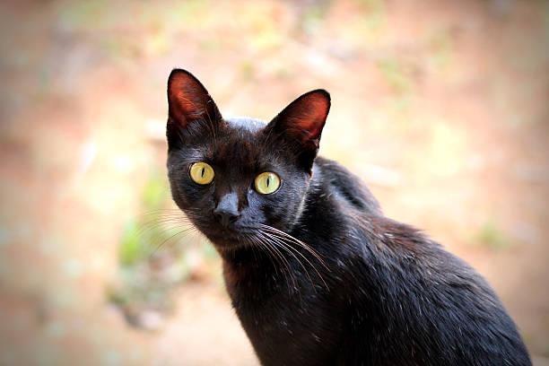 Beautiful black cat with expressive hazel eyes staring stock photo