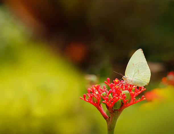 beautiful cabbage white butterfly on a flower & selective focus. stock photo
