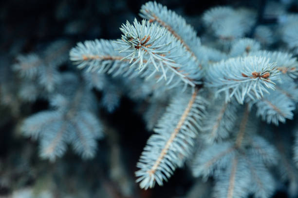 istock Close-up of blue spruce twig 1864913359