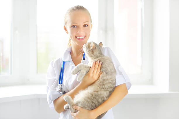 istock veterinarian with a scottish cat 186491372