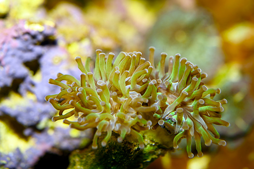 Euphyllia coral