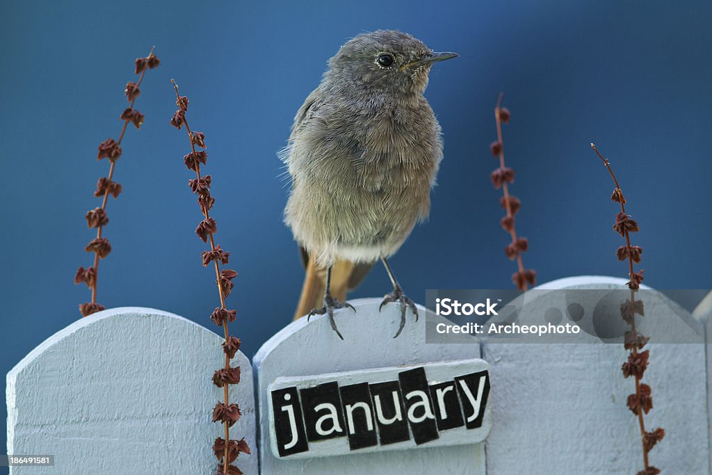 Bird perched on a January decorated fence Black Redstart perched on a decorated fence with January letters and motifs, landscape orientation Animal Wildlife Stock Photo