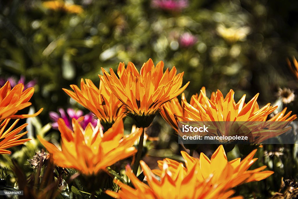 Pomarańczowe kwiaty - Zbiór zdjęć royalty-free (Bez ludzi)