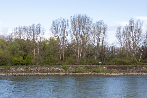 Trees in a row on the bank of the River Rhine