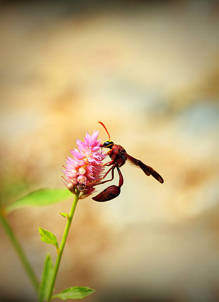 Brown wasp searching for nectar on a pink flower stock photo