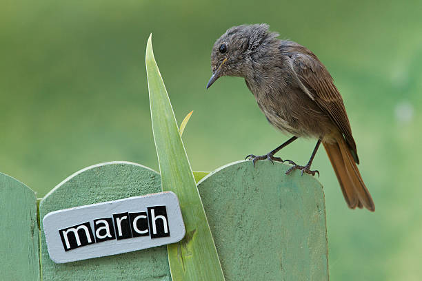 istock Bird perched on a March decorated fence 186491799