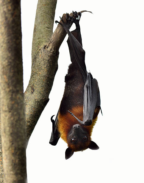Hanging flying fox or big bat on white background Hanging flying fox or big bat on white background flying fox photos stock pictures, royalty-free photos & images