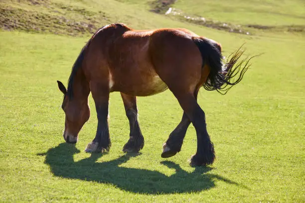 Horse grazing in a green pasture meadow. Natural environment