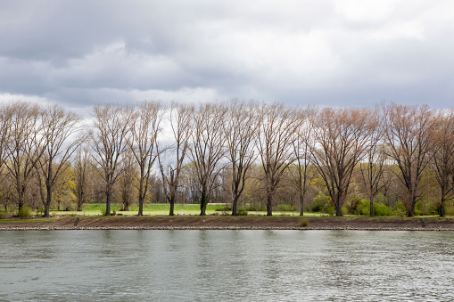 Trees in a row on the bank of the River Rhine