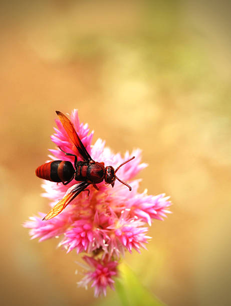 Honey bee pollinating in a field of beautiful pink flowers stock photo