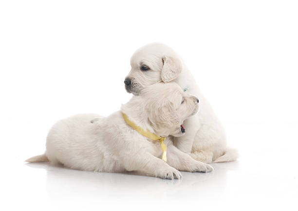 istock small cute golden retriever puppy,  on white background 186491975