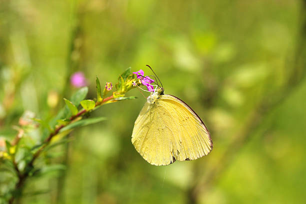 Large Grass Yellow  (Eurema hecabe) butterfly stock photo