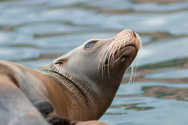 istock Seal bathing in the sun 186492539