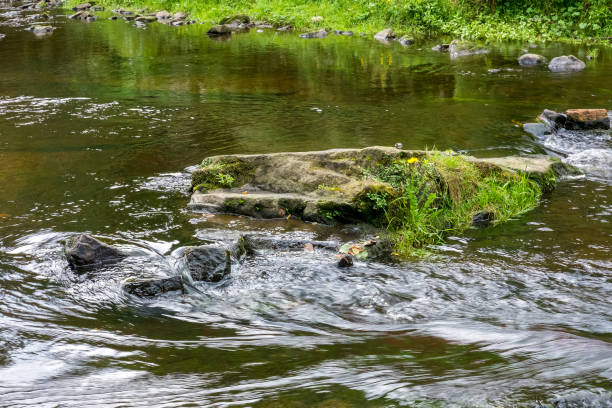 istock View of trees along the river in the forest 1864931705