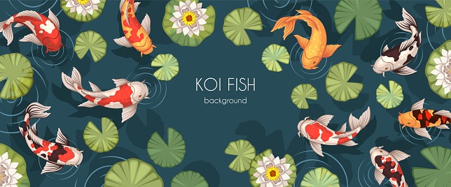 Japanese carp in pond. Spotted gold koi fish, water lilies, lotuses with green leaves, traditional asian decorative natural oriental design. Web horizontal banner. Frame for text. Tidy vector concept