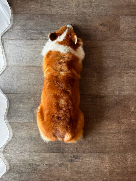 istock Alopecia on the dogs back in the tail part. Top view 1864937582
