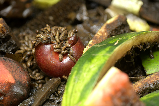 A bunch of very hungry grubs devouring a tomato in a compost pile.