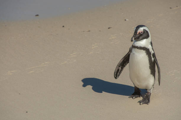istock Penguins at the Bulders Beach 1864943877