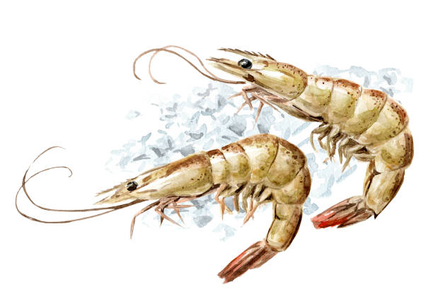 istock Fresh shrimps on the ice, seafood. Hand drawn watercolor illustration, isolated on white background 1864944421