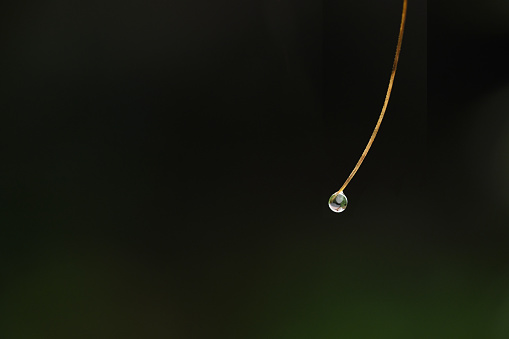 A single pine needle with a  single drop of water at its tip.