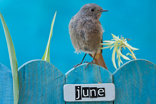 istock Bird perched on a June decorated fence 186494764