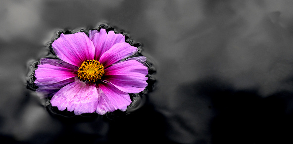 A single cosmos flower floating in a dark colored pond.
