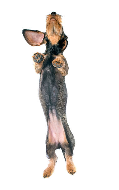 istock puppy Wire haired dachshund 186494976