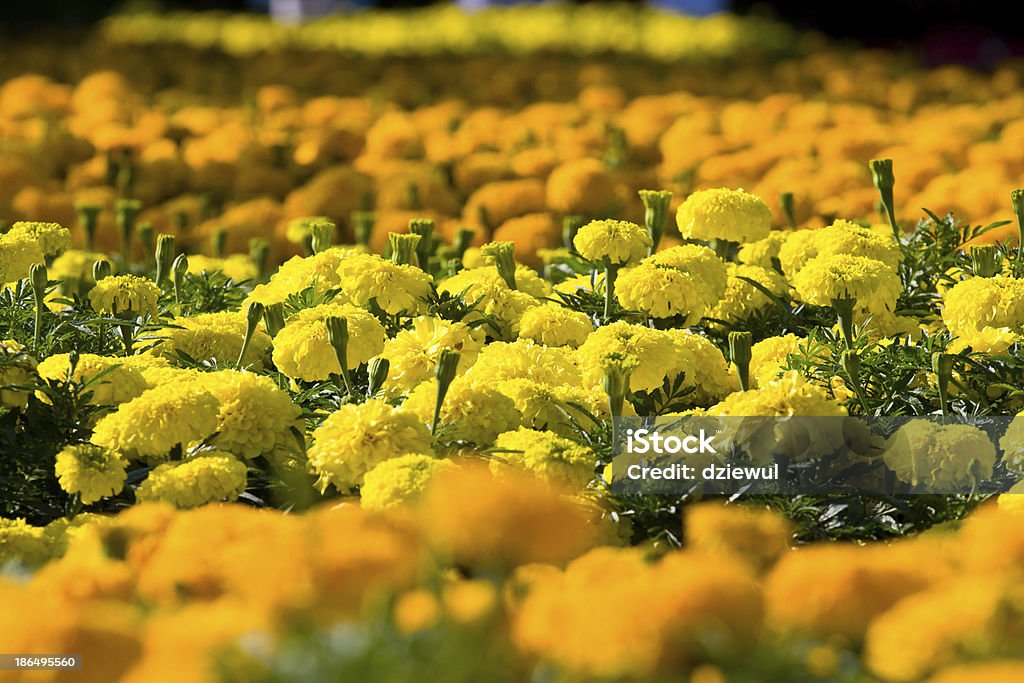 Asteraceae in a botanical garden Agricultural Field Stock Photo
