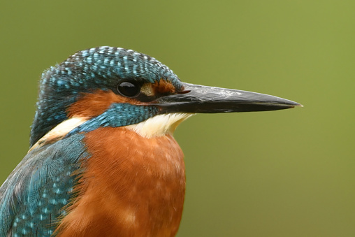 Kingfisher Portrait

Please view my portfolio for other wildlife photos.