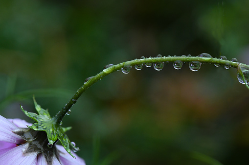 A series of drops on the stem of Cosmos flower.
