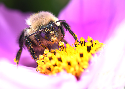 Domestic bee sitting on purple flower outdoors